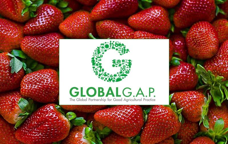 Calidad y seguridad alimentaria Global GAP