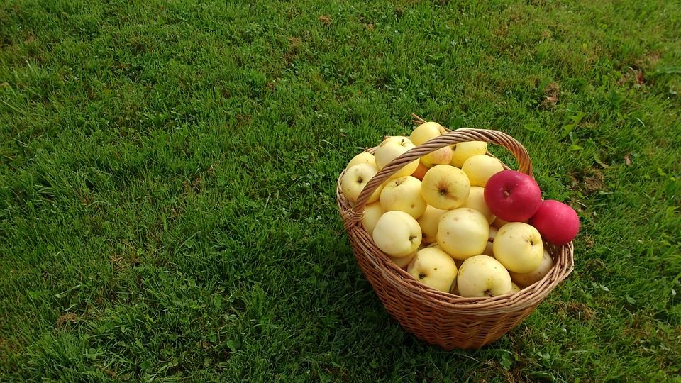 La importancia de las consultoras de alimentos en la industria culinaria